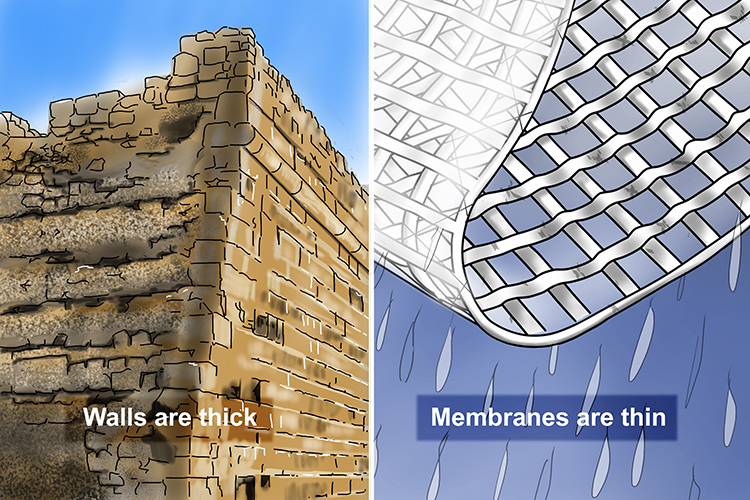 Cell walls are thick, membranes are thin comparison image